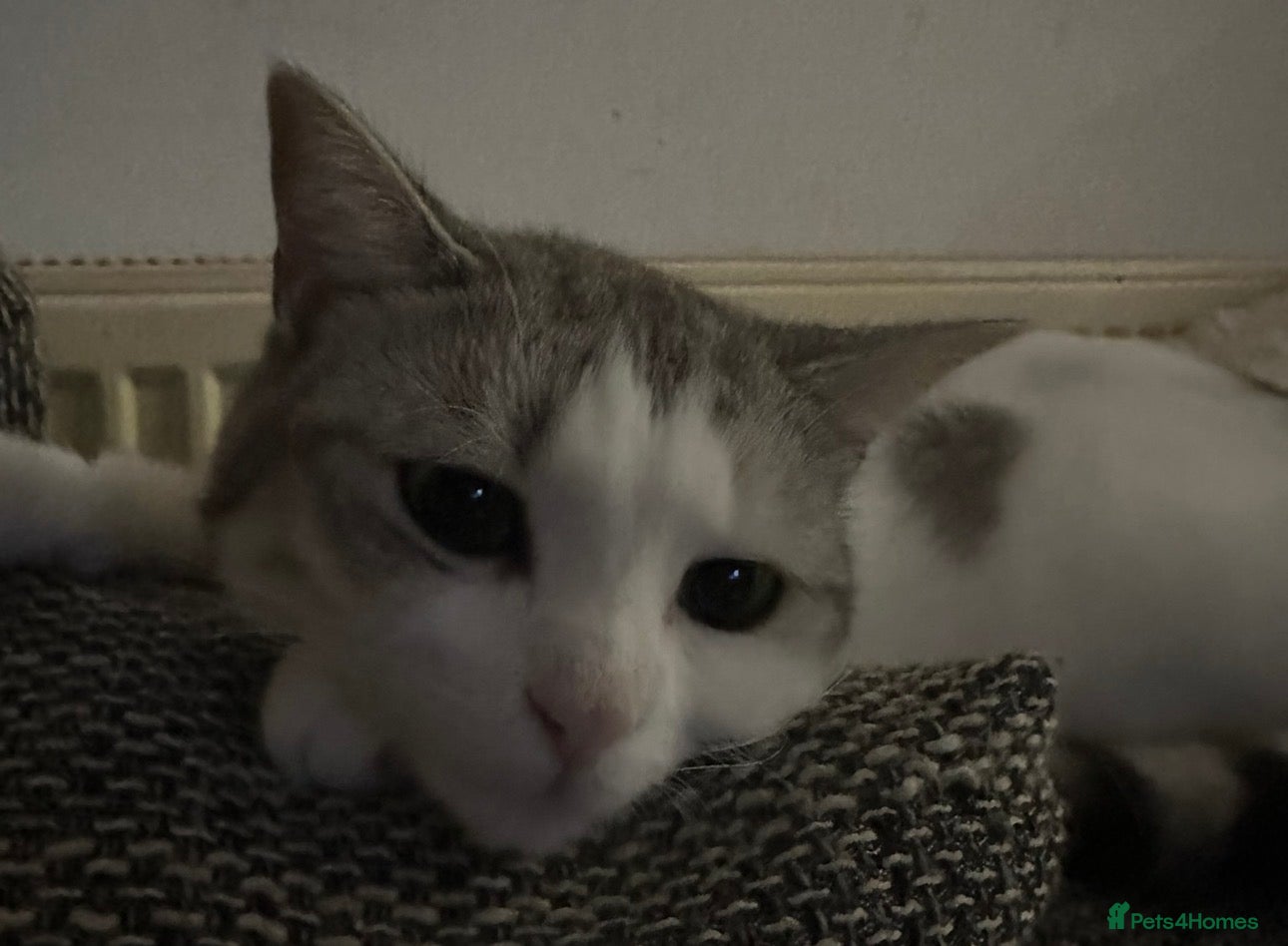 Mixed Breed cats Scottish Straight X girl - Advert 16