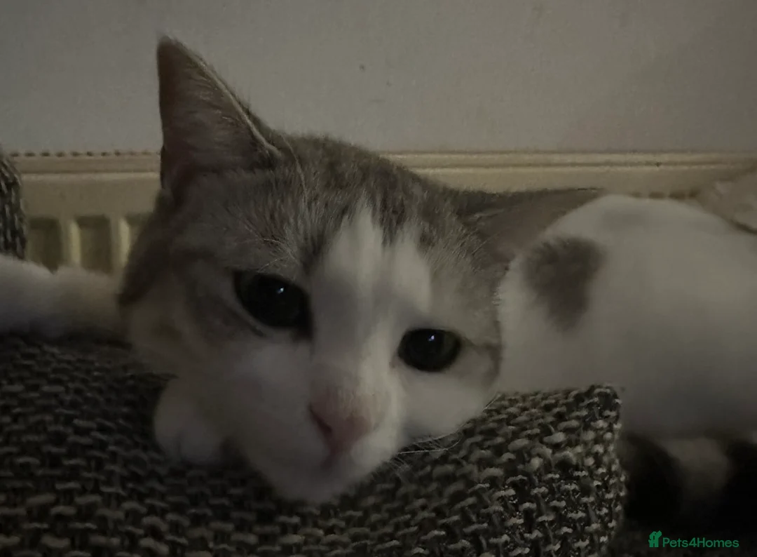 Mixed Breed cats for sale: 2 year old Scottish Straight X girl - Advert 3