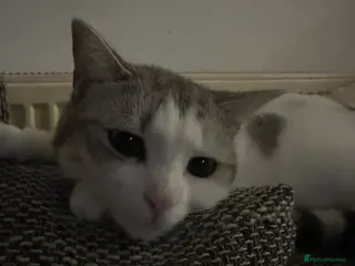 Mixed Breed cats Scottish Straight X girl - Advert 16