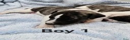 Whippet dogs for sale: KC Registered Whippet puppies - Advert 10