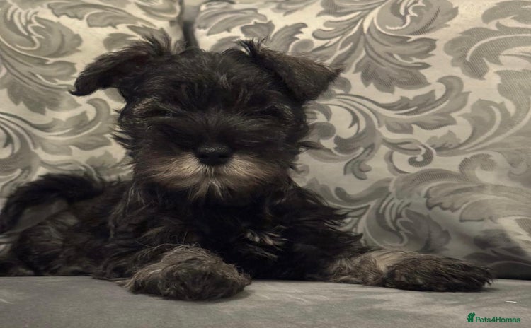 Miniature Schnauzer dogs KC Pedigree Mini Schnauzer - Advert 15