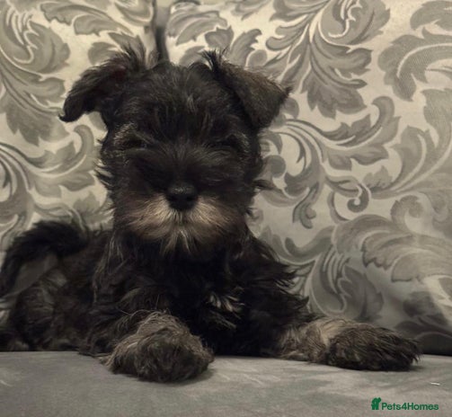 Miniature Schnauzer dogs KC Pedigree Mini Schnauzer - Advert 1