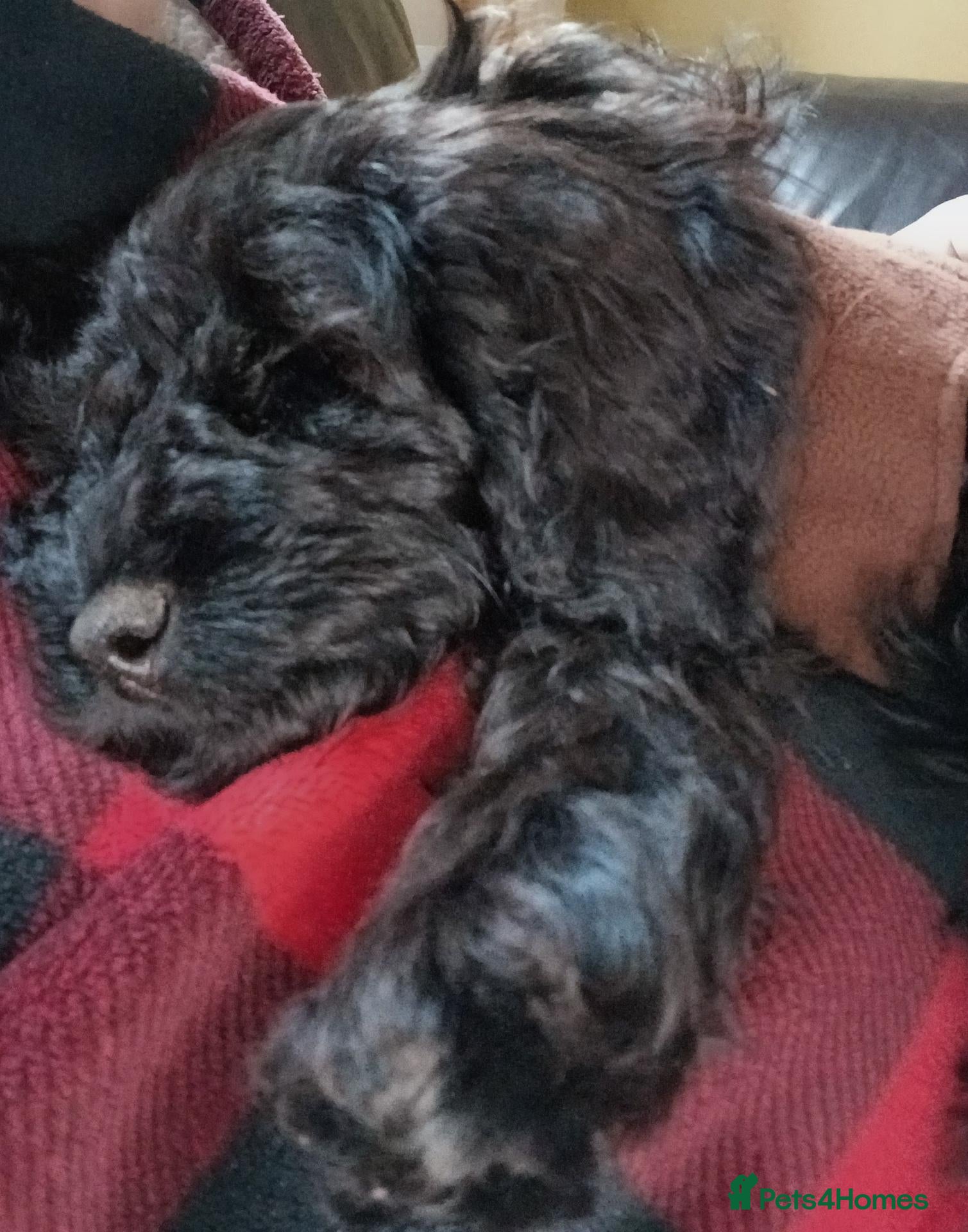 Mixed Breed dogs for sale: King Schnoodle Puppies ( Cavapoo/ Mini Schnauzer) - Advert 2