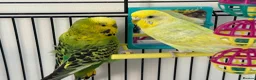 Budgerigars birds for sale:     Budgies & Quail Chicks + Cage - Advert 6