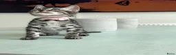 Bengal cats for sale: TICA Pedigree Bengals in Lynx and Silver Charcoal - Advert 10
