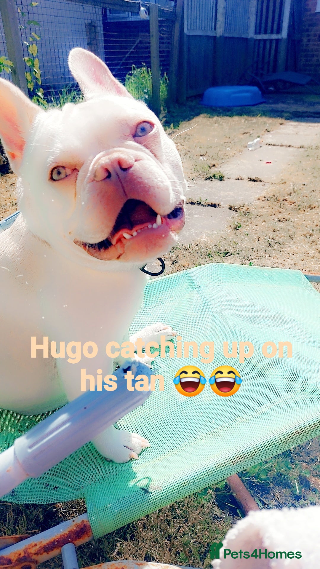 French Bulldog dogs for stud: Hugo  - Image 1