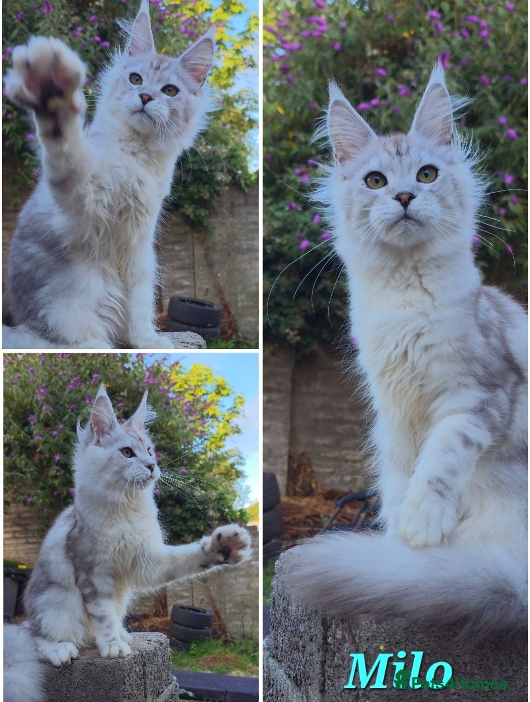Maine Coon cats ✅✅❤️Show Quality Registered Maine Coon Kittens❤️✅✅ - Advert 21