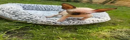 Sphynx cats for sale: Beautiful Canadian Sphynx Boy – Ready for His Home - Advert 5