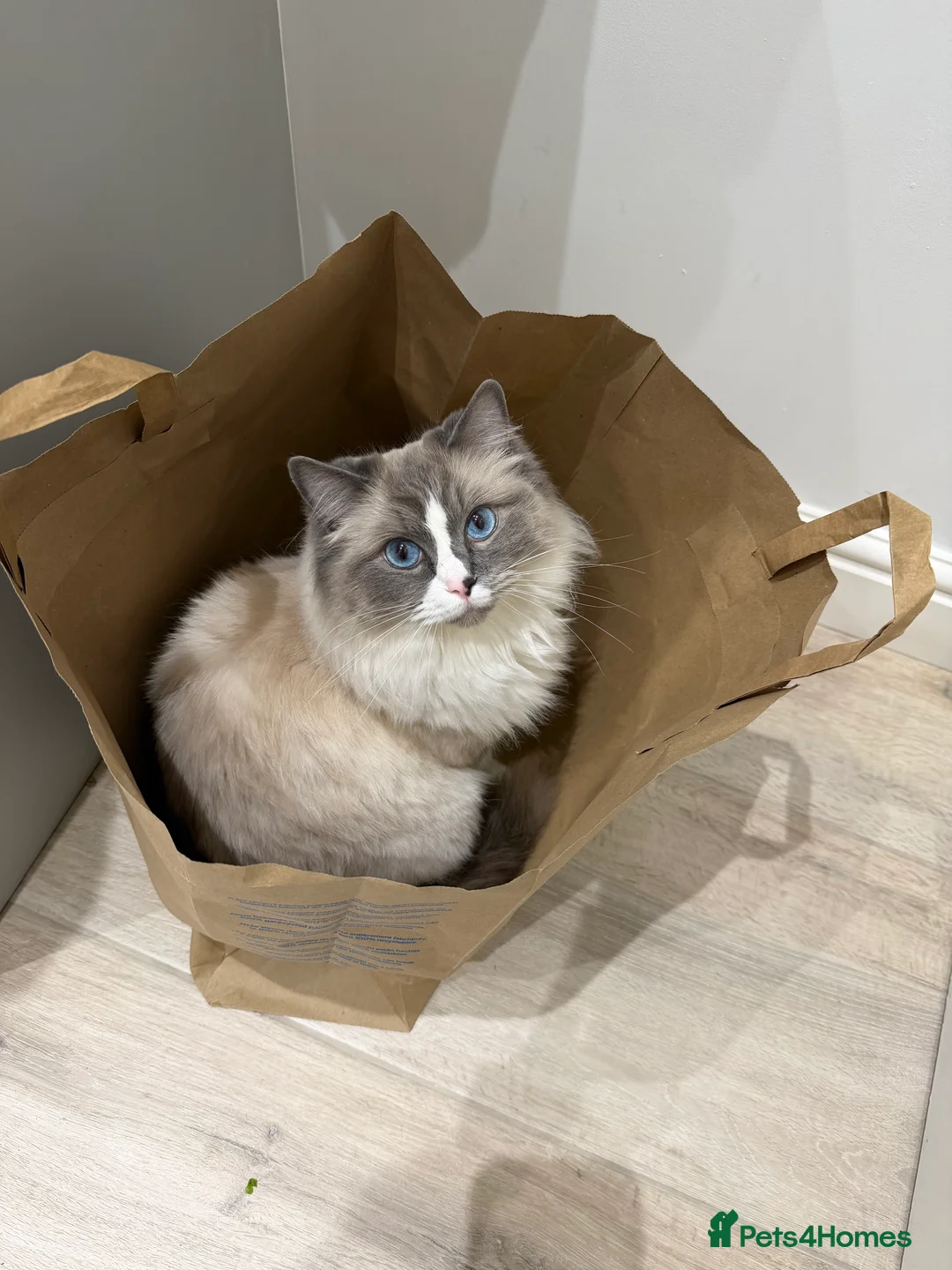 Ragdoll cats for sale: PLEASE READ IT!⤵️ - Advert 8