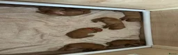 Hungarian Vizsla dogs for sale: Wirehaired Hungarian Vizsla - Advert 35