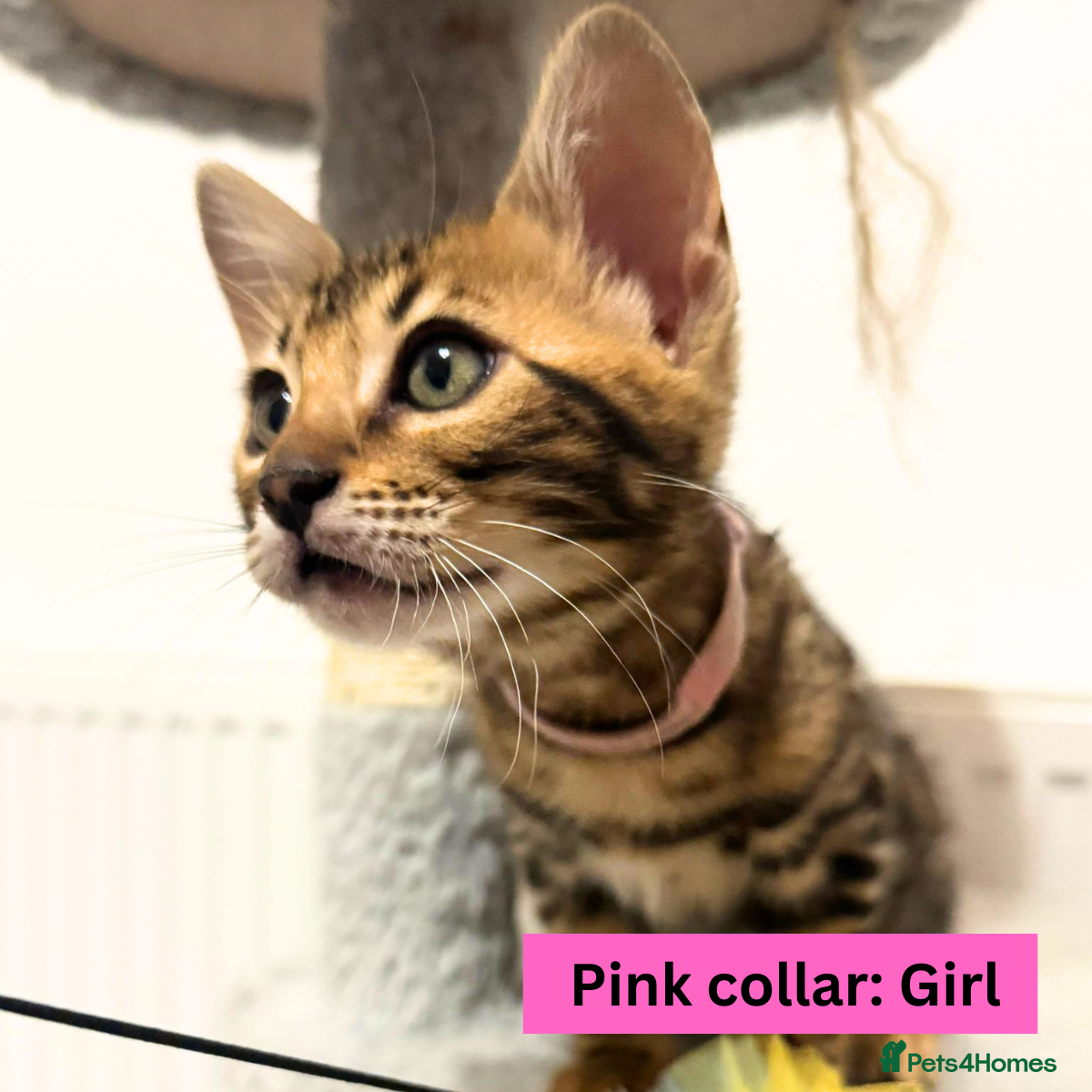 Bengal cats for sale: Luxury 5-Generation-Pedigree Bengal Kittens - Advert 16