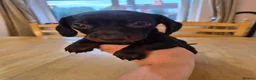 Miniature Dachshund dogs for sale: 3 male miniature dachshunds  - Advert 6