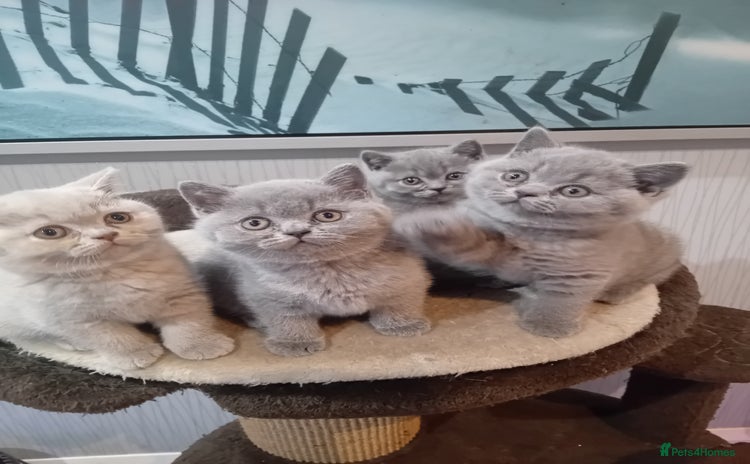 British Shorthair cats - Advert 4