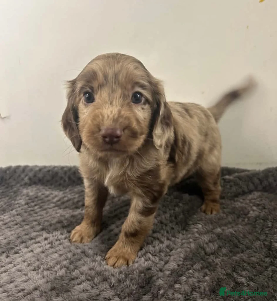 Cockapoo dogs for sale: Unique cockapoo puppies  - Advert 1