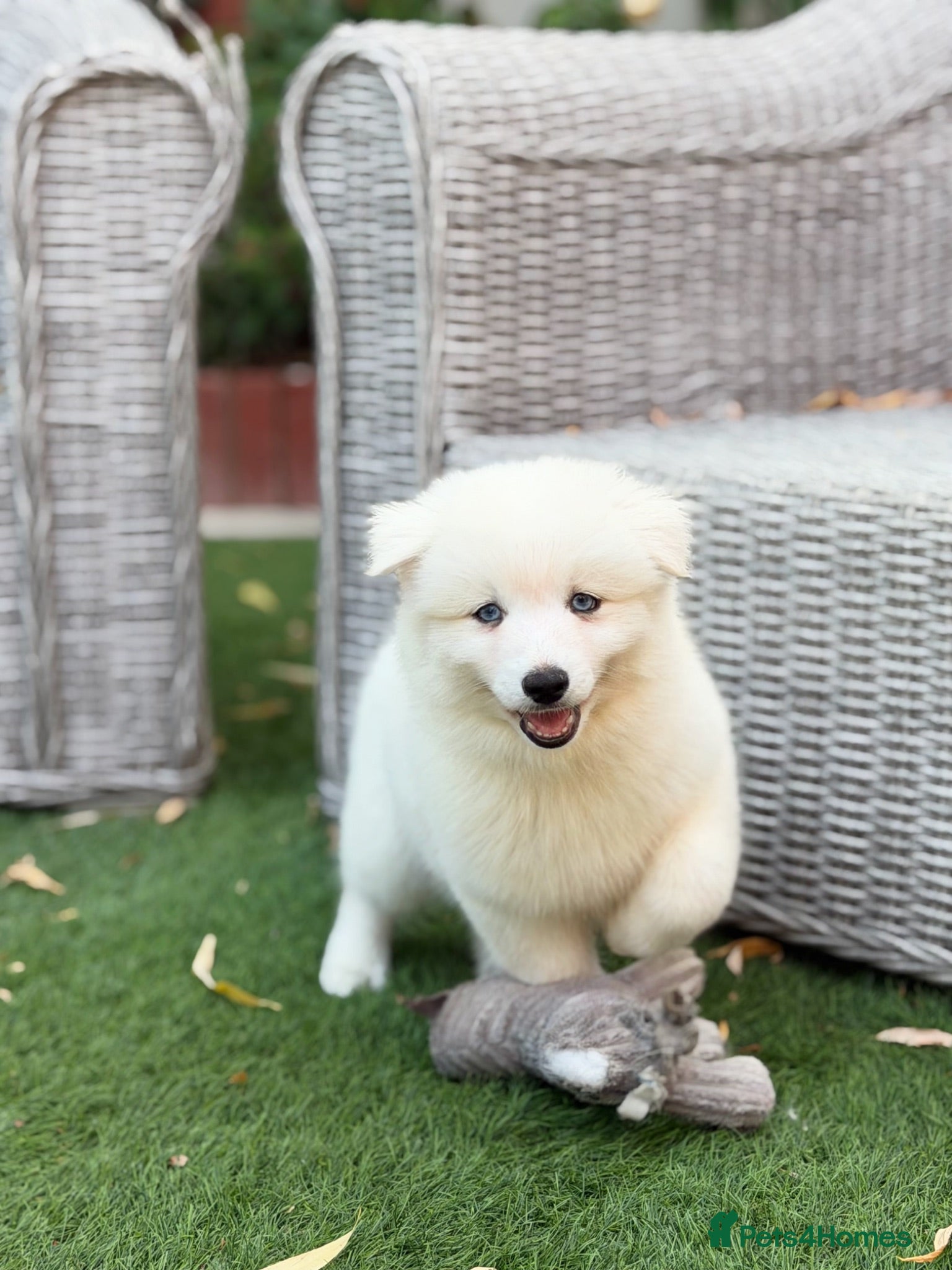 Pomsky dogs Blue Eyed Pomskies in London - only 2 left  - Advert 1
