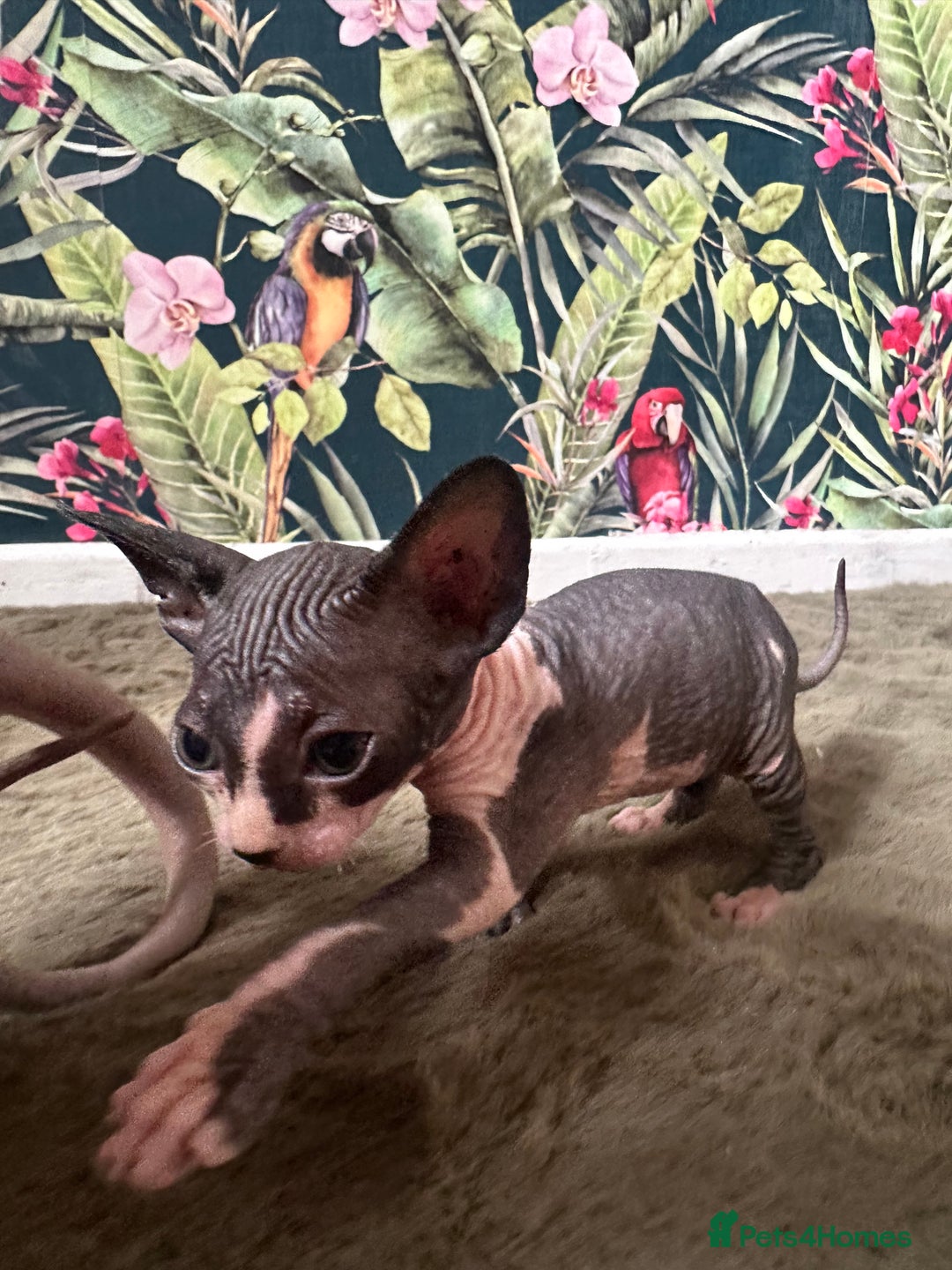 Sphynx cats for sale:  6 Beautiful Sphynx Kittens Ready Soon – 5★ - Image 37