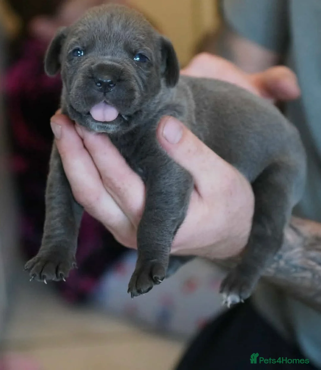 Cane Corso dogs for sale: 11 blue beautiful cane corso puppies 3.5week old in Northwich - Advert 1