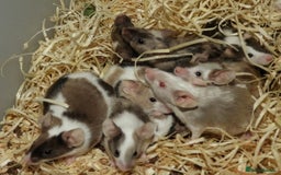 Mouse rodents for sale: Satin, long and short haired varieties  - Image 12