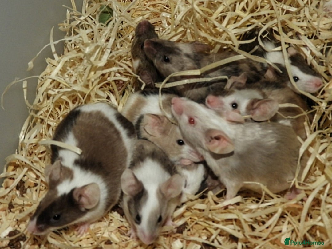 Mouse rodents for sale: Satin, long and short haired varieties  - Image 12