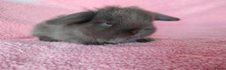 Mini Lop rabbits for sale: Baby mini lops for sale  - Advert 6