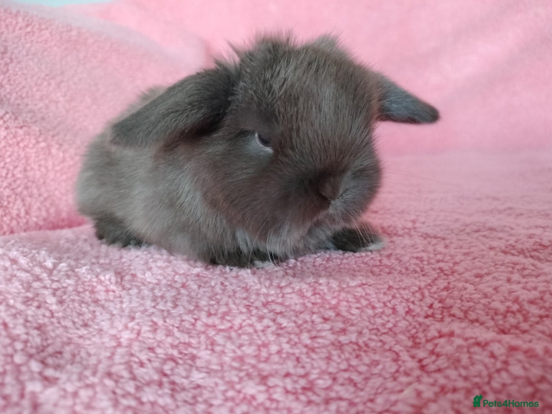 Mini Lop rabbits for sale: Baby mini lops for sale  - Advert 6