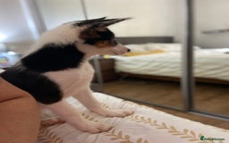 Border Collie dogs for sale: Border collies Dundee  - Image 15