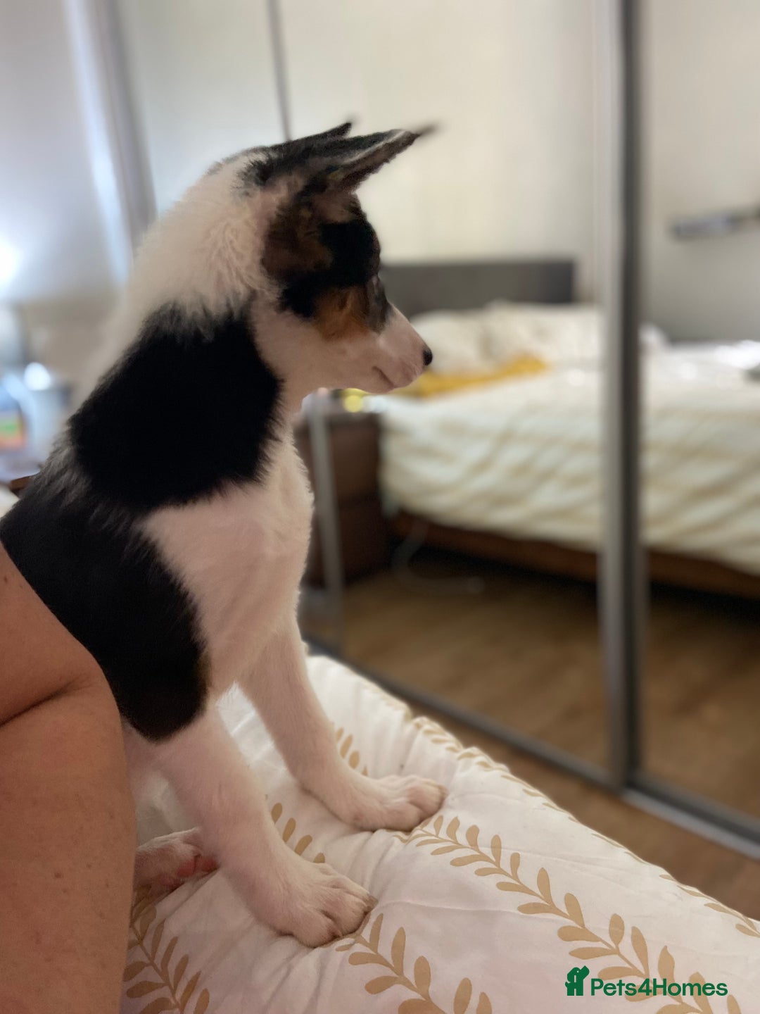 Border Collie dogs for sale: Border collies Dundee  - Image 15