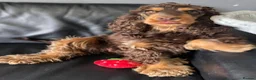 Cocker Spaniel dogs for sale: Gorgeous Show Type KC Cocker Spaniel Pups - Advert 5