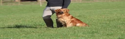 Golden Retriever dogs for stud: Stunning, proven health tested stud dog. - Advert 7