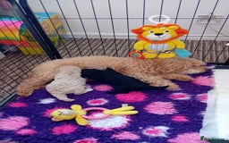 Toy Poodle dogs for sale: Two male health tested toy poodles - Image 12