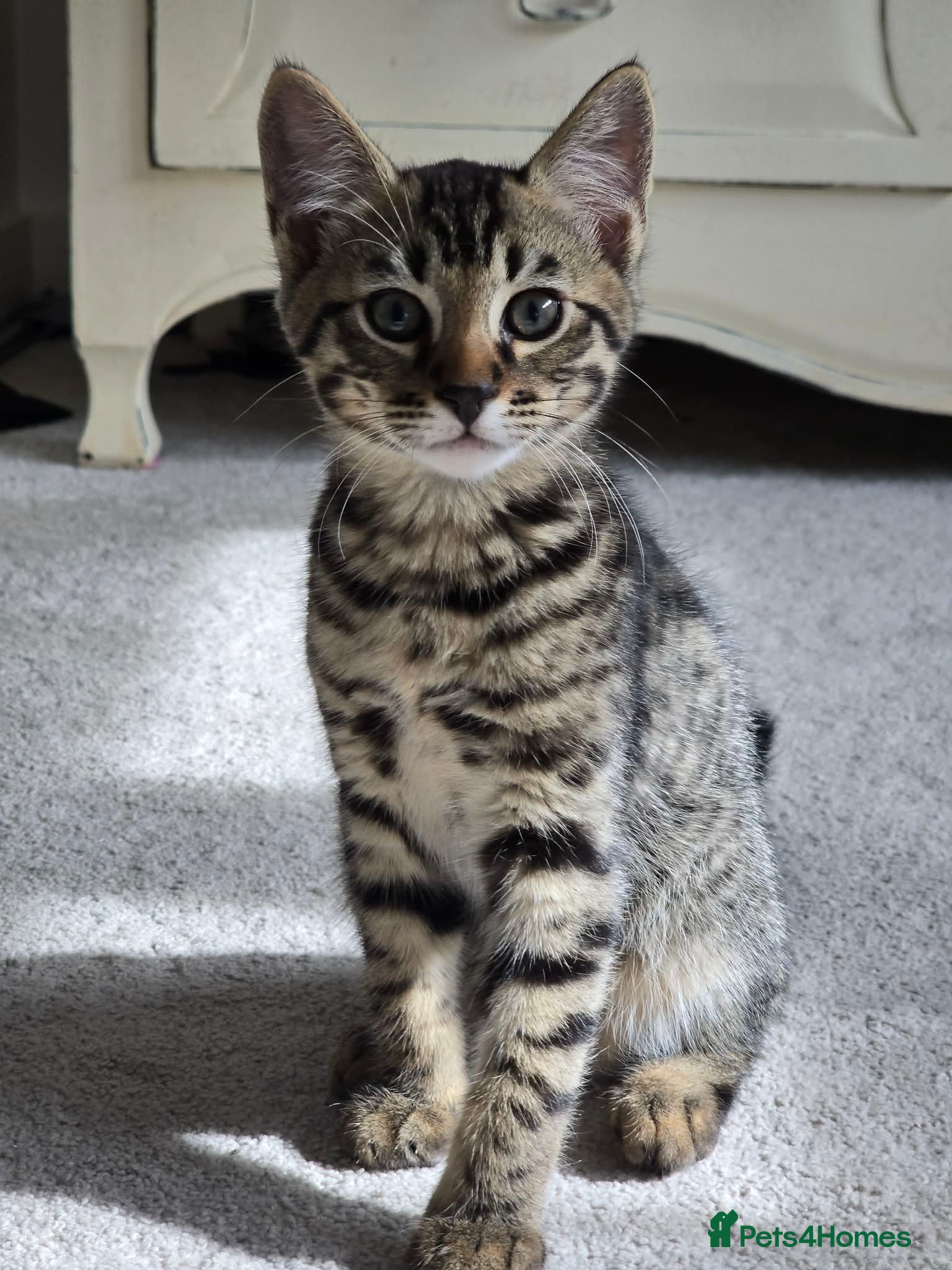 Bengal cats Beautiful Bengal Kittens - Advert 4