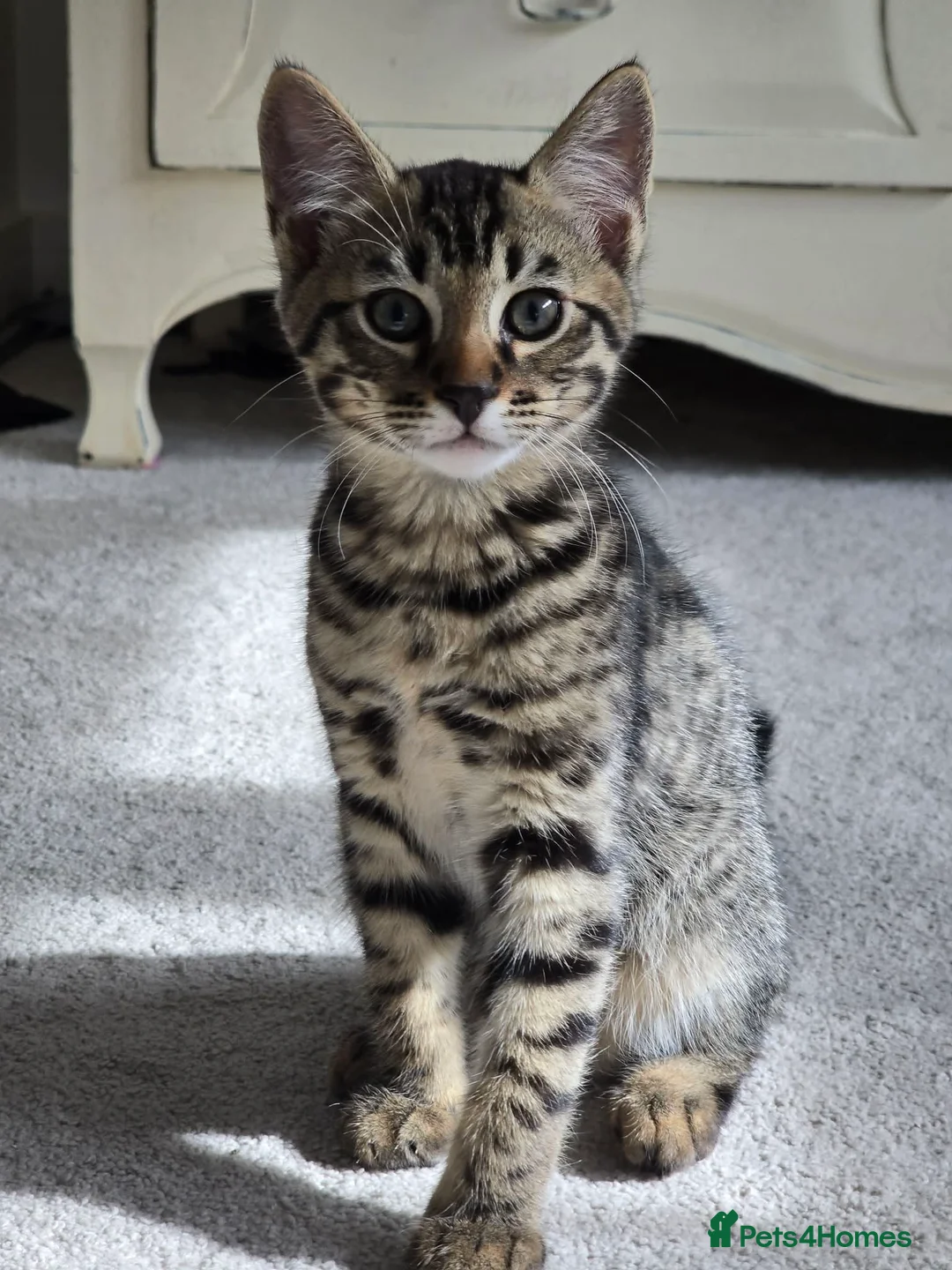 Bengal cats for sale: Beautiful Bengal Kittens - Advert 1