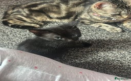Mixed Breed cats for sale: Black tabby kittens for sale - Image 5