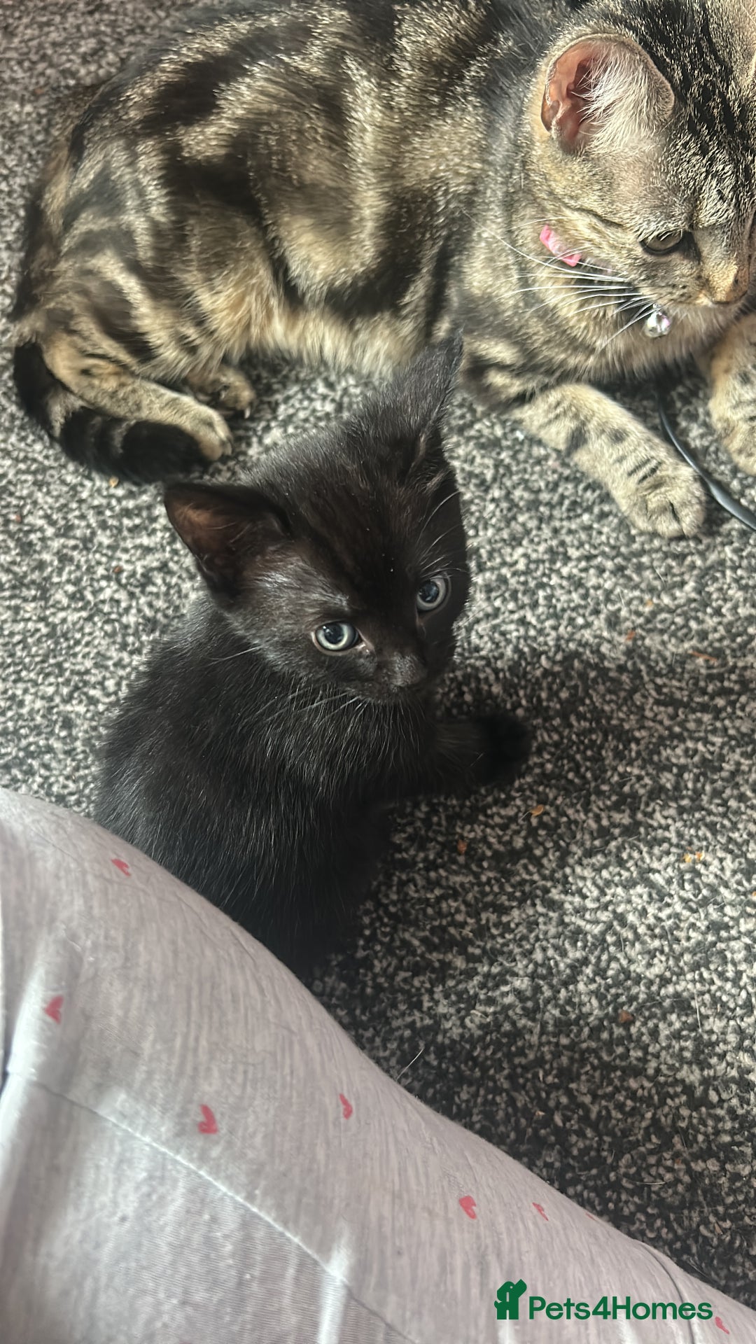 Mixed Breed cats for sale: Black tabby kittens for sale - Image 5