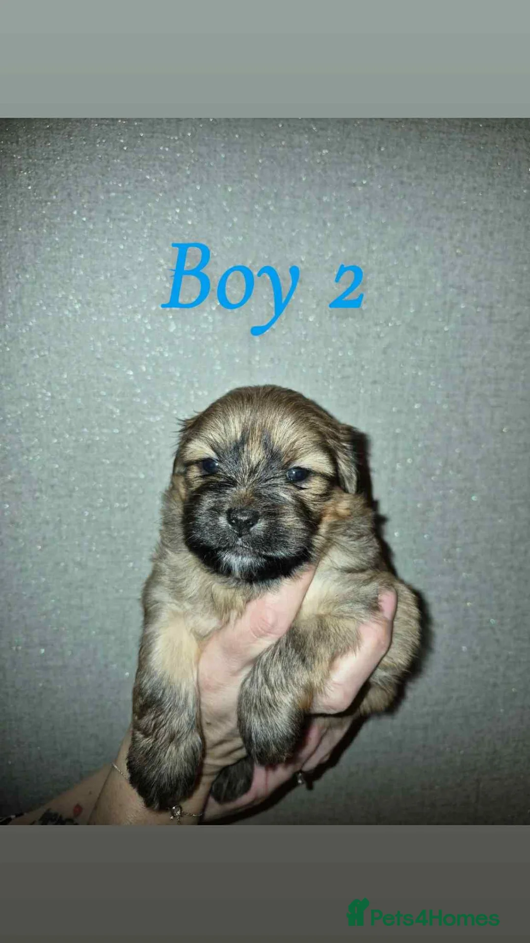 Mixed Breed dogs for sale: La-pom  pups , one boy still available  - Advert 21