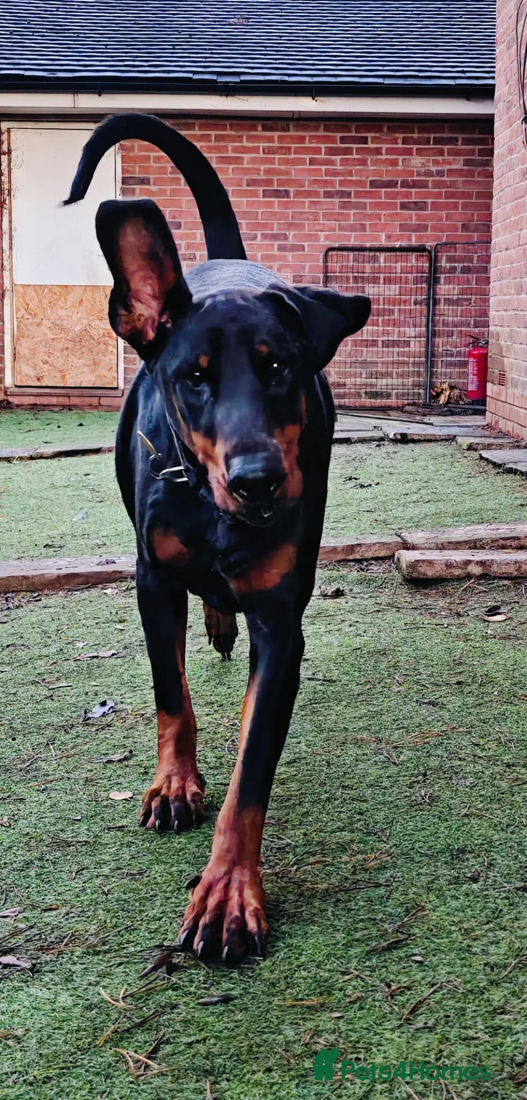 Dobermann dogs for sale: A Stunning strong KC Reg Black & Tan Doberman - Advert 5