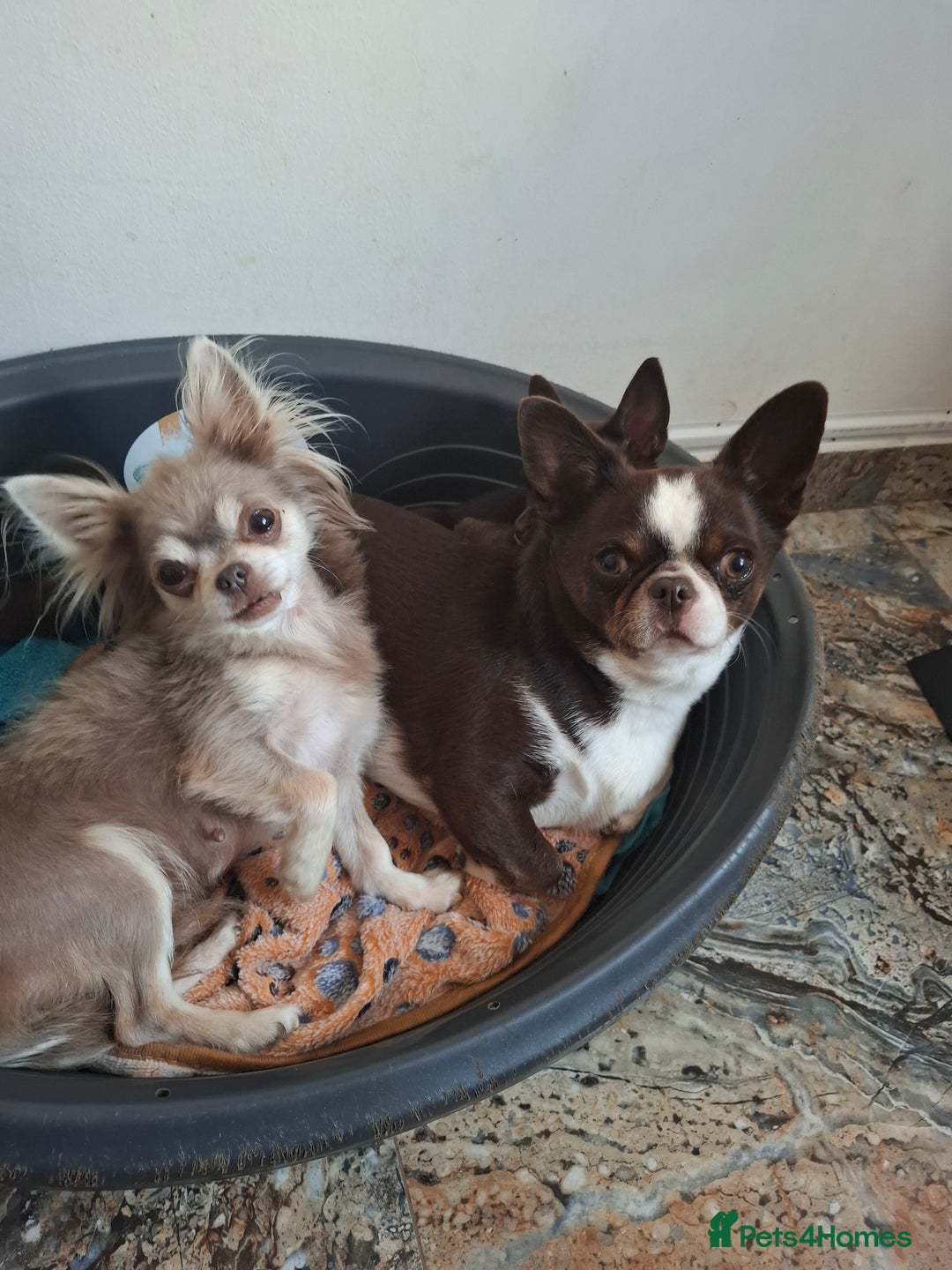 Mixed Breed dogs for sale: Chihuahua/Mix Boy Puppy for sale - Image 8