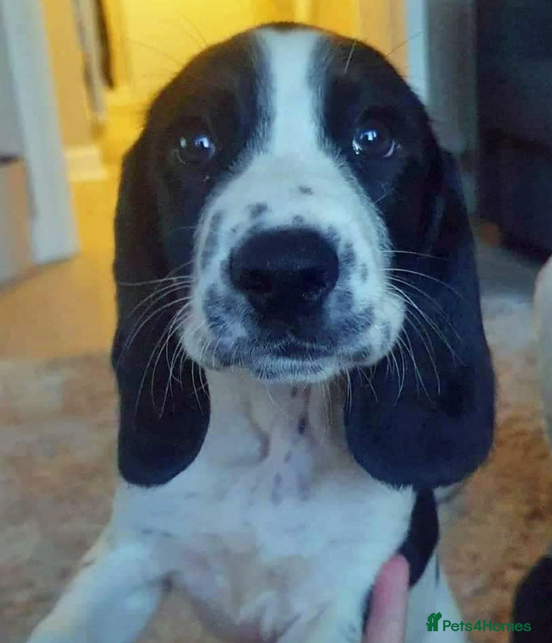 Harrier dogs for adoption: Child friendly Sherlock wants a new forever home - Advert 2