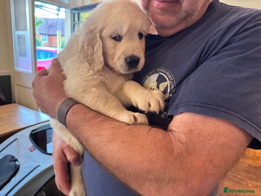 Golden Retriever dogs for sale: KC REG CHAMPIONSHIP BLOOD LINE BEAUTIFUL CREAM  - Image 11
