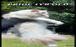 Ragdoll cats for sale: 🔥PRESTIGIOUS BEAST SIZE EU FEMALE🔥  - Advert 1