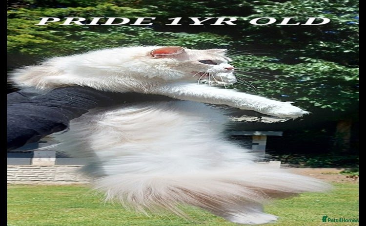 Ragdoll cats - Advert 14