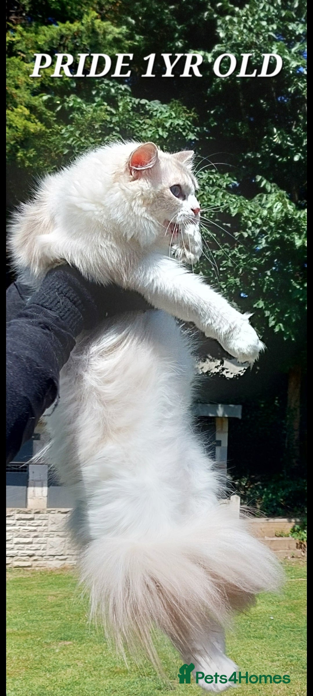 Ragdoll cats for sale: 🔥PRESTIGIOUS BEAST SIZE EU FEMALE🔥  - Advert 1