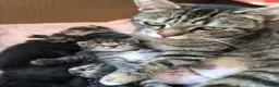Mixed Breed cats for sale: 2 female tabby kittens  - Advert 1