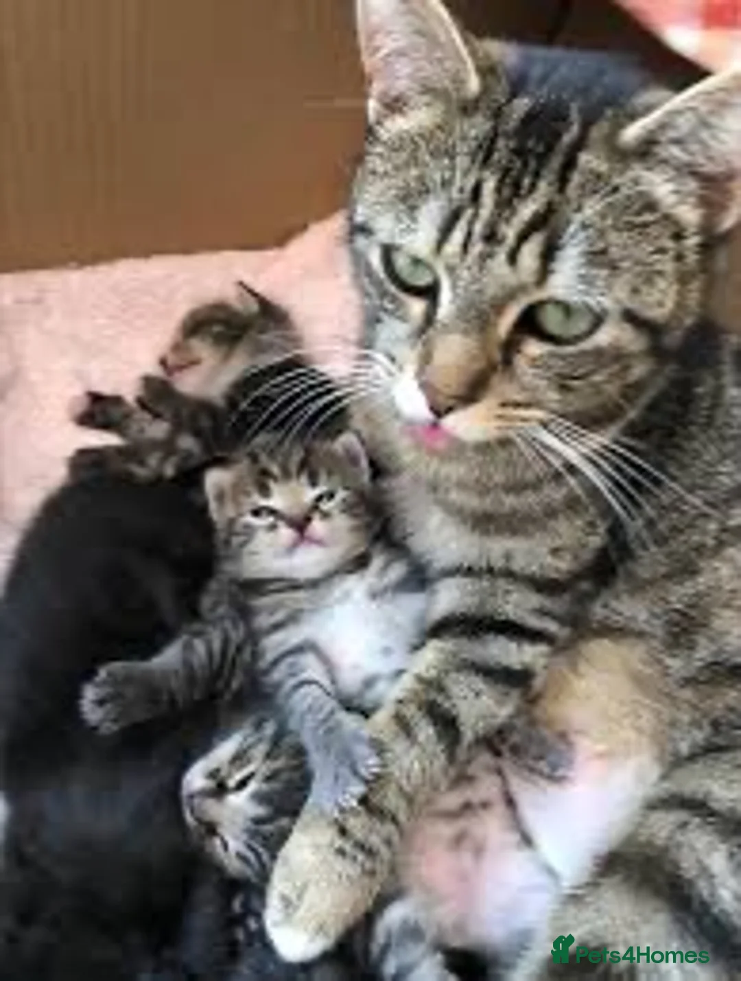 Mixed Breed cats for sale: 2 female tabby kittens  - Advert 1