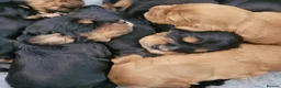 Cocker Spaniel dogs for sale: Stunning Show-Type Cocker Spaniel  - Advert 3