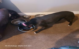 Mixed Breed dogs for sale: Staffy cross with labrador - Image 1