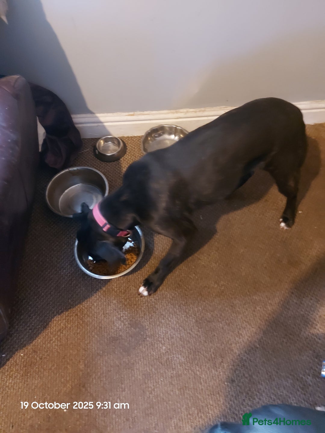 Mixed Breed dogs for sale: Staffy cross with labrador - Image 1