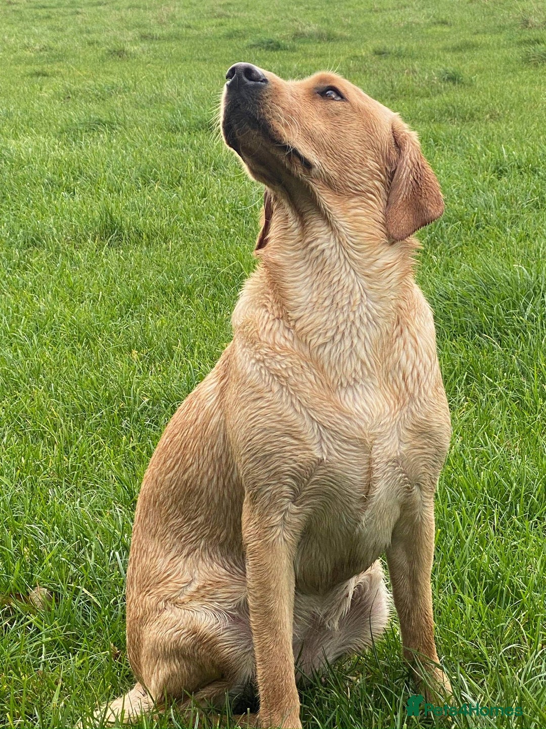 Labrador Retriever dogs for sale: KC Registered Labrador Retriever Puppies  - Advert 2