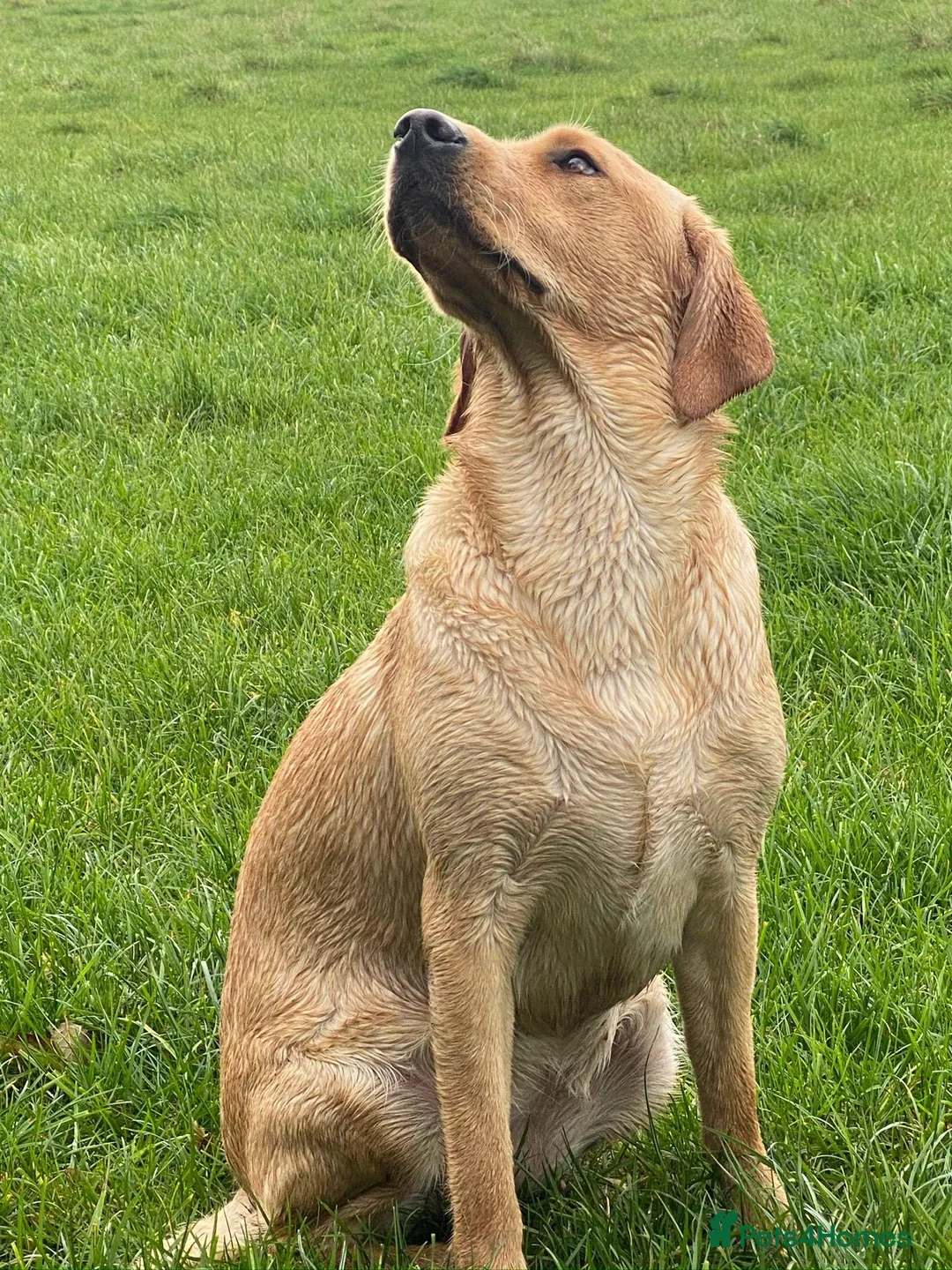 Labrador Retriever dogs for sale: KC Labrador Bitch Puppy ready to leave  - Advert 11