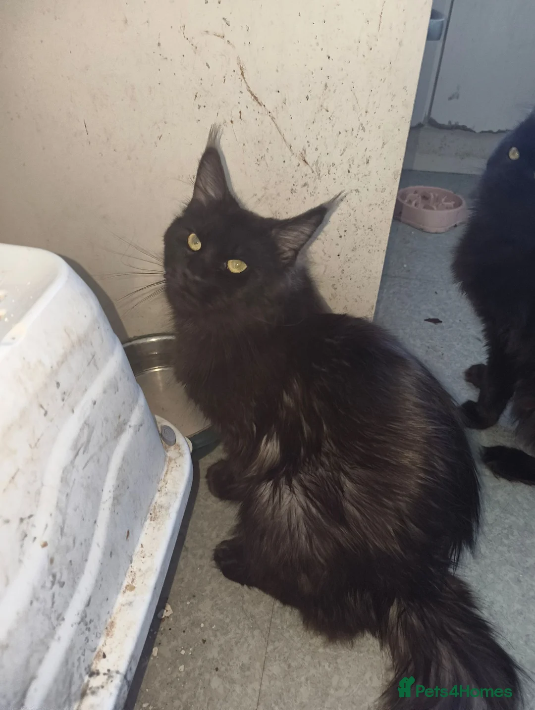 Maine Coon cats for sale: Title For sale 2 active young Tica main coon girls - Advert 9